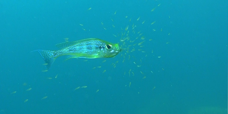 Haplotaxodon microlepis 'Mvuna Island'